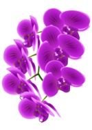 purple orchids as a picture for clipart