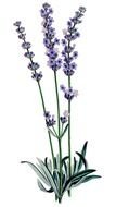 Image Source flower drawing