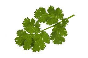 green sprig of parsley on a white background