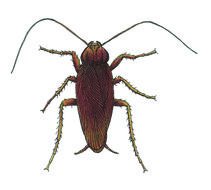 american bug with mustache