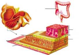 Large Intestine Images