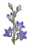Botanical Wild Flowers drawing