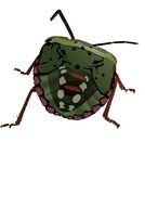 Stink Bug drawing