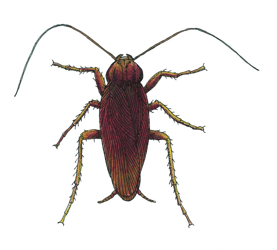 american bug with mustache