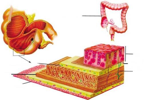 Large Intestine Images
