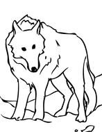 Wolf, Coloring as a drawing