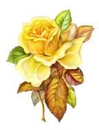 vintage drawing of a yellow roses