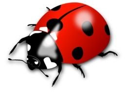 painted shiny ladybug on a white background