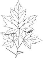 black and white drawing of tree leaves