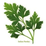 green leaf of a plant on a white background