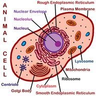 Structure of Plant Cell, drawing