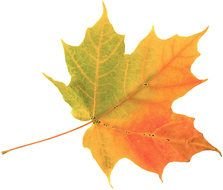 Outdoor Classroom Why Exactly Do Fall Leaves Change Color The