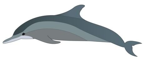 painted gray dolphin profile