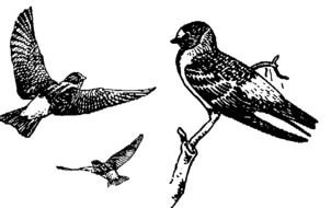 birds as a black and white picture for clipart