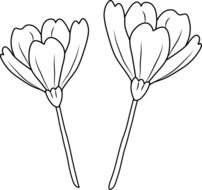 Poppy Flowers Coloring Page