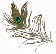 drawing of green and blue peacock feather