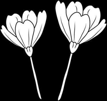 Poppy Flowers Coloring Page