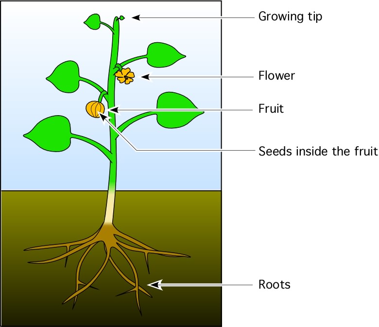 Flower Plant With Roots Panda Free Images N2 free image download