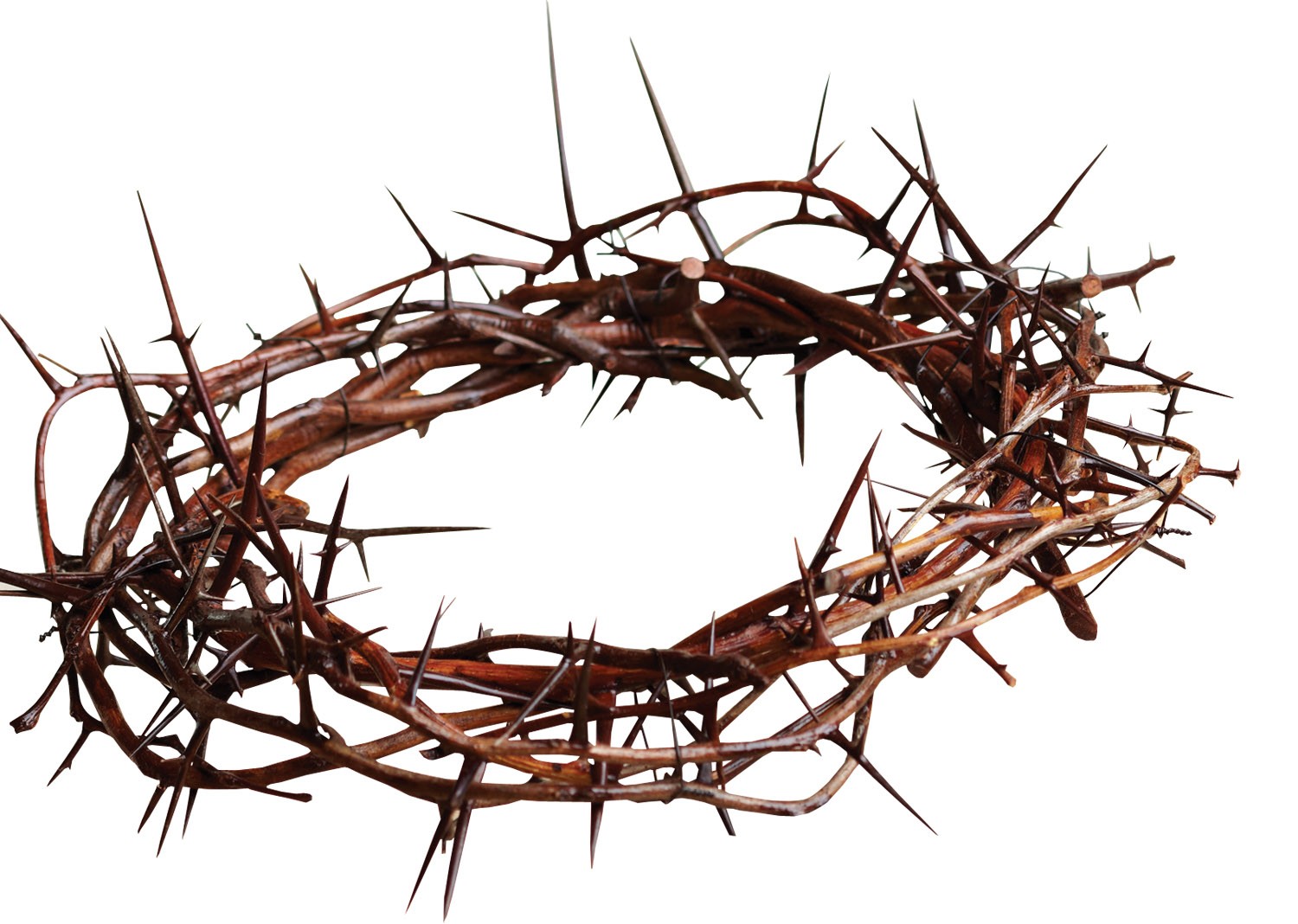 Crown Of Thorns drawing free image download