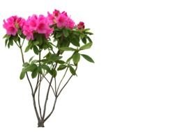 azalea, plant with pink flowers at white background