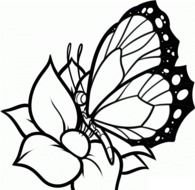 Free Printable Butterfly drawing