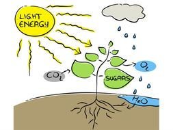 Photosynthesis The Dream Of Renewable Energy Earth
