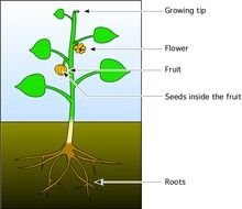 Flower Plant With Roots Panda Free Images N2