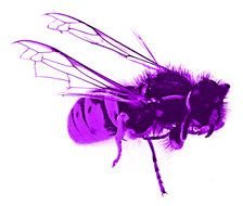 purple bee with transparent wings