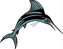 drawing marlin fish