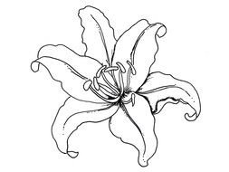 Black and white drawing of the flower clipart