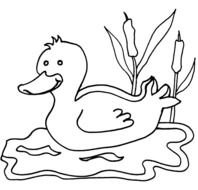 Duck Coloring Pages Coloringpages1001com