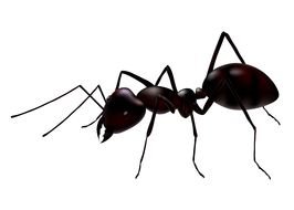 Clip art of the big black ant