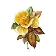 Free Vintage Roses drawing