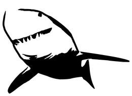 clipart of the Great White Shark