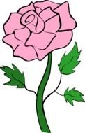 Rose pink drawing