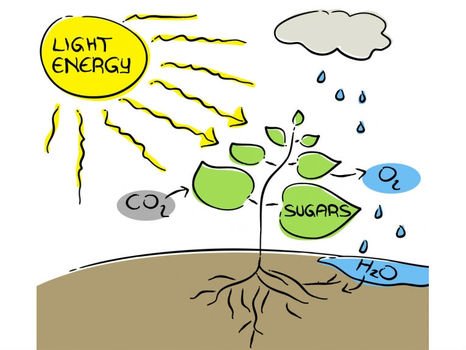Photosynthesis The Dream Of Renewable Energy Earth