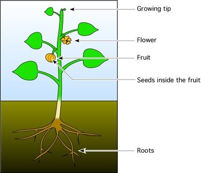 Flower Plant With Roots Panda Free Images N2