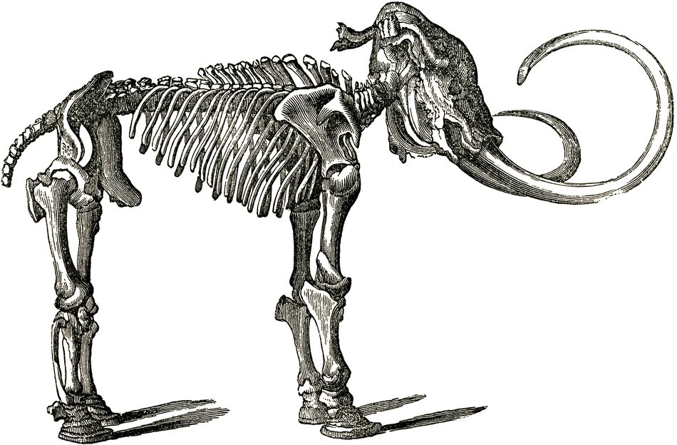 Dinosaur Bones drawing