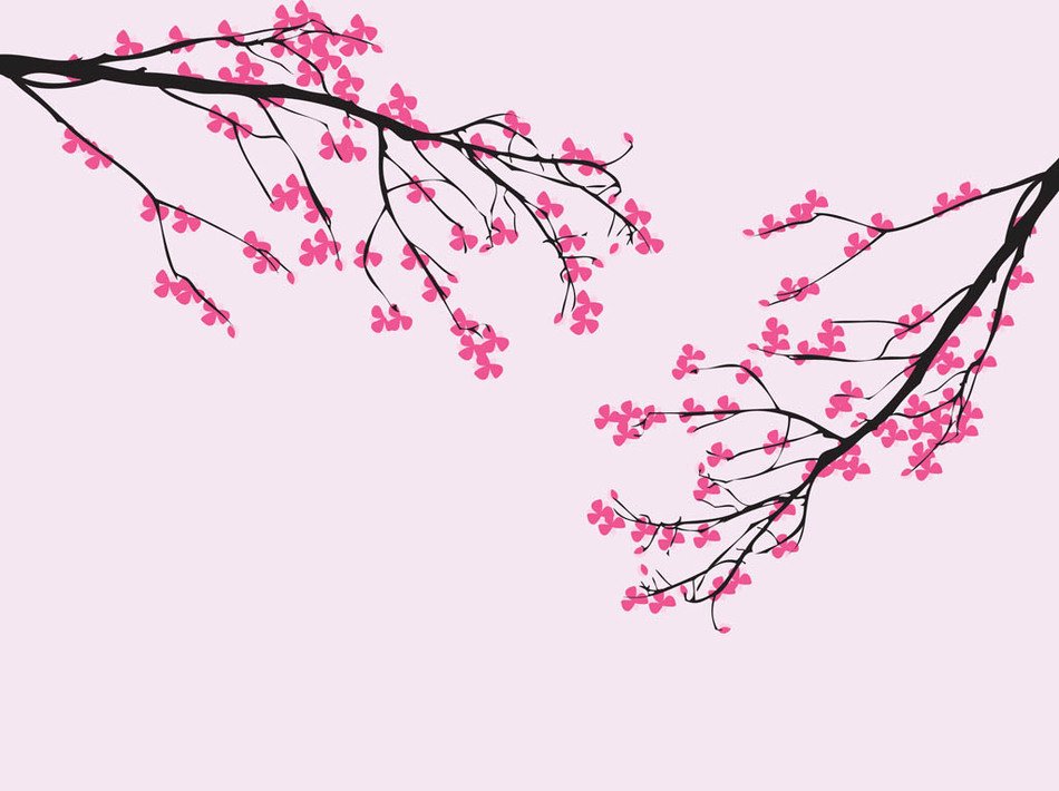 two sakura branches on a pink background