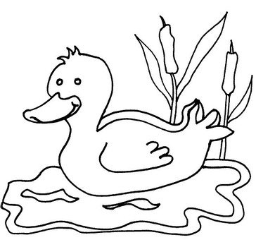Duck Coloring Pages Coloringpages1001com