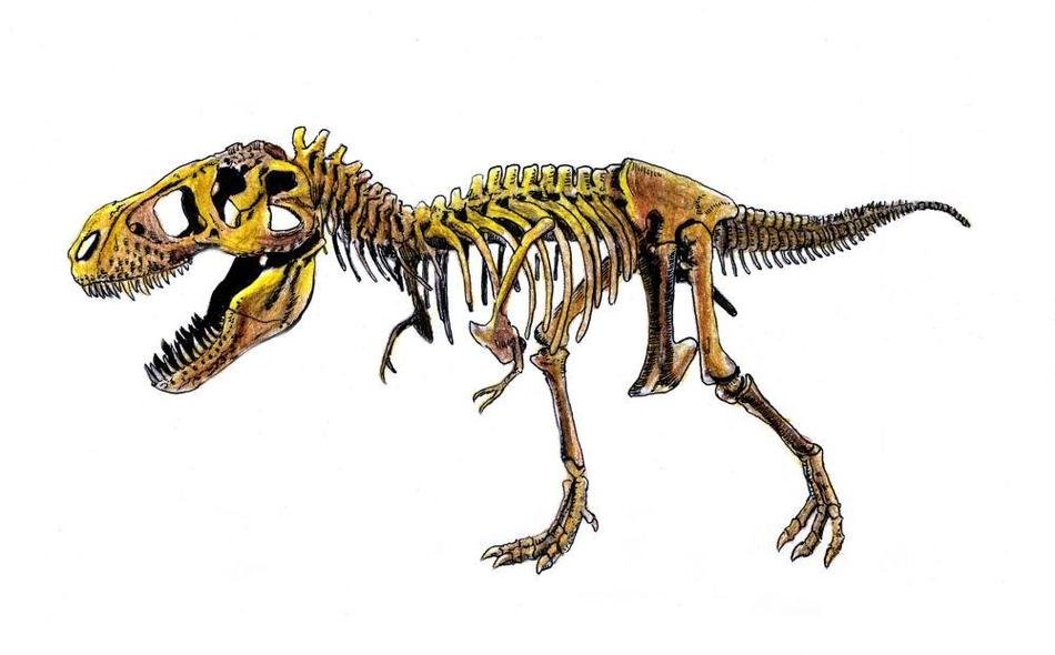 Clip art of t-Rex Fossils