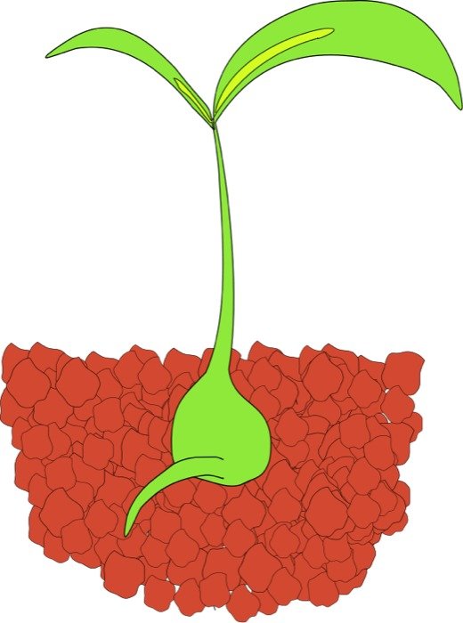 Sprout Panda Free Images clipart