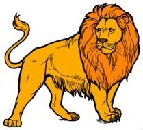 drawing of adult Lion with orange mane looking aside