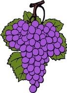 Grape Vine Free Best