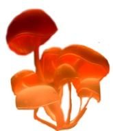 Graphic orange mushrooms clipart