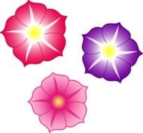 Three Colorful Petunia Flowers, drawing