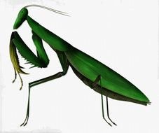 Praying Mantis drawing