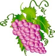 painted purple pink grapes