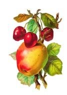 vintage picture with fruits