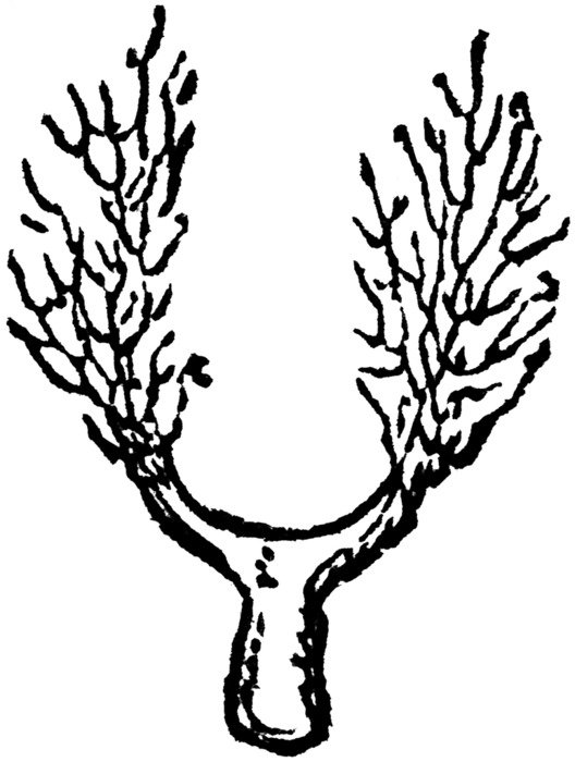 bifurcated tree